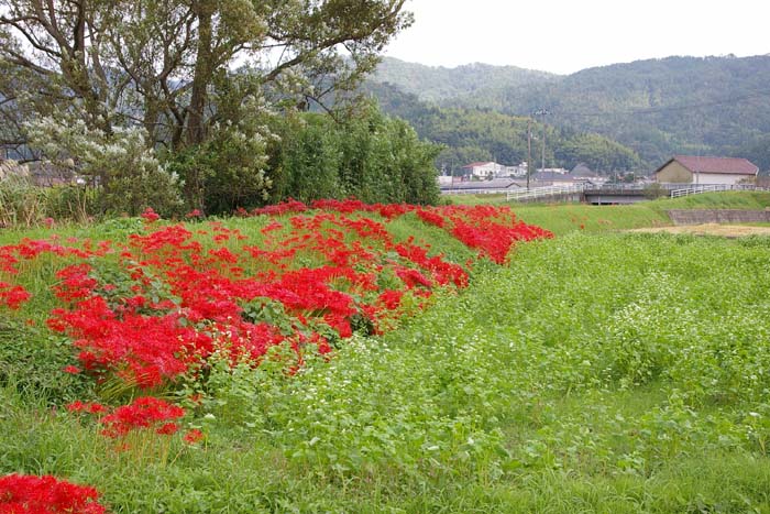 彼岸花_f0130879_2211098.jpg