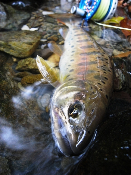 patagonia river-guides cap_f0097682_11112121.jpg