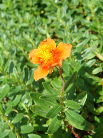 f0146493_10351430.jpg