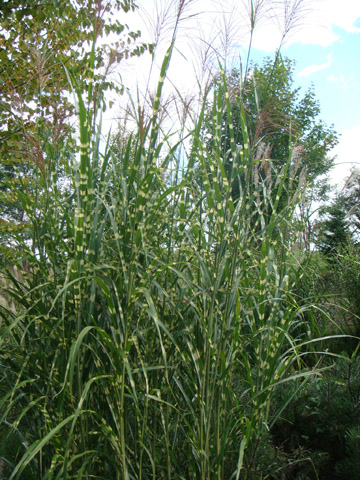 f0146493_1036484.jpg