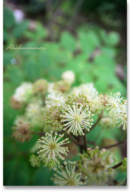 秋篠の森　彩りの小道_f0119701_193615100.jpg