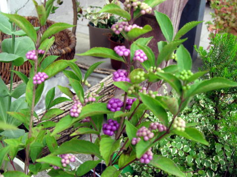 c0136215_10354363.jpg