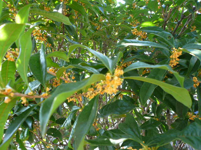e0026017_165617.jpg