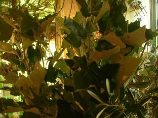 注文品_c0102228_20104763.jpg