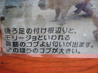 男子漢 I Can Make You a Man_f0138828_1912115.jpg