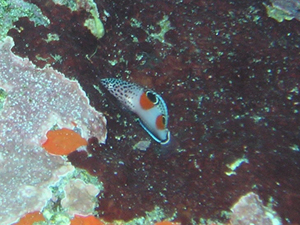 d0058549_1737711.jpg