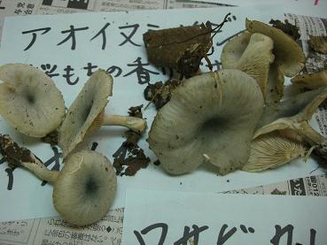 きのこ採集に行ってきました_e0074251_9252616.jpg