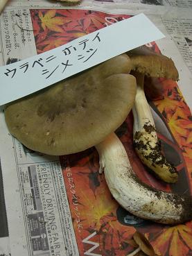 きのこ採集に行ってきました_e0074251_9372854.jpg