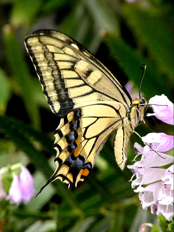 e0064158_037911.jpg