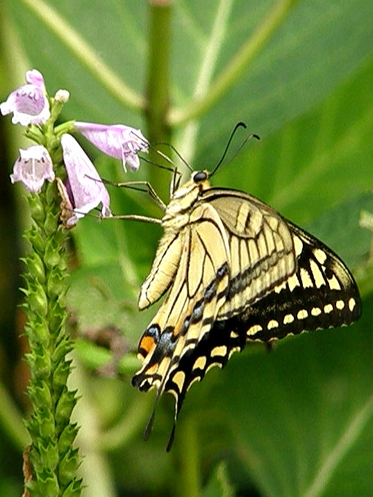 e0064158_03817.jpg