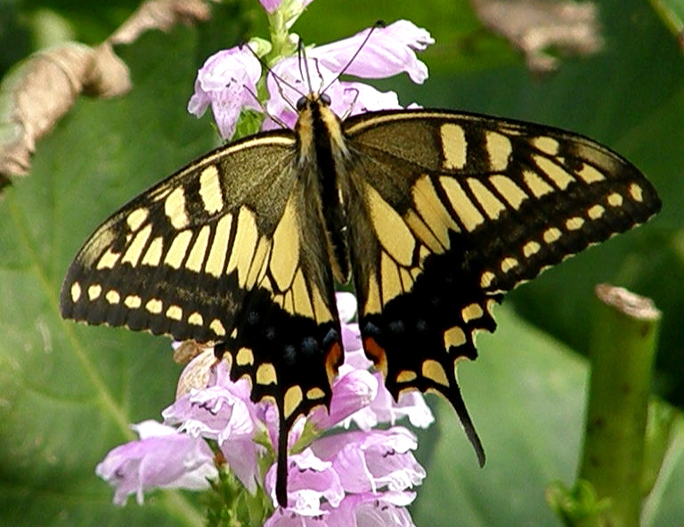 e0064158_0385429.jpg