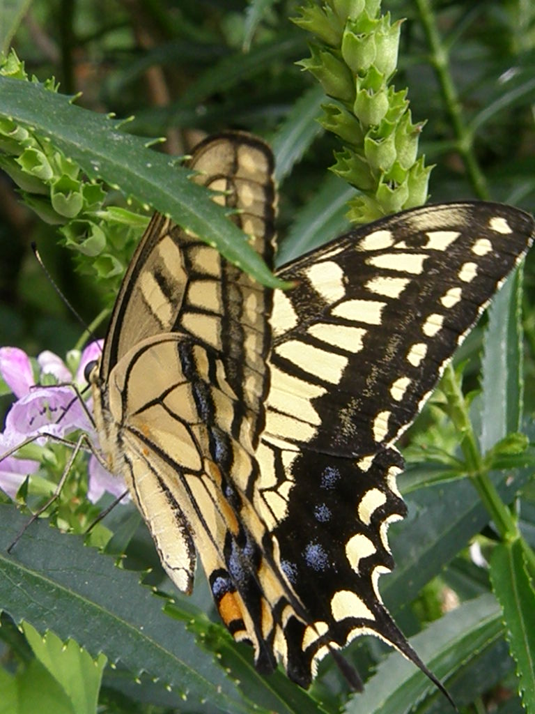 e0064158_0391971.jpg