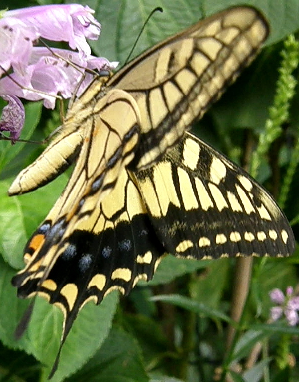 e0064158_0393831.jpg