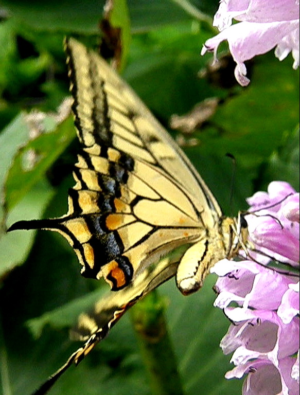 e0064158_039594.jpg