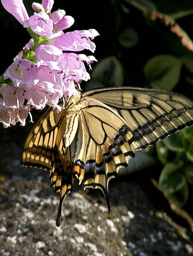 e0064158_0403139.jpg