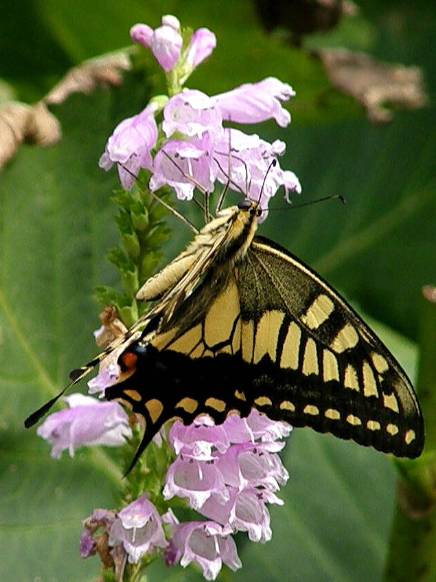 e0064158_0405431.jpg