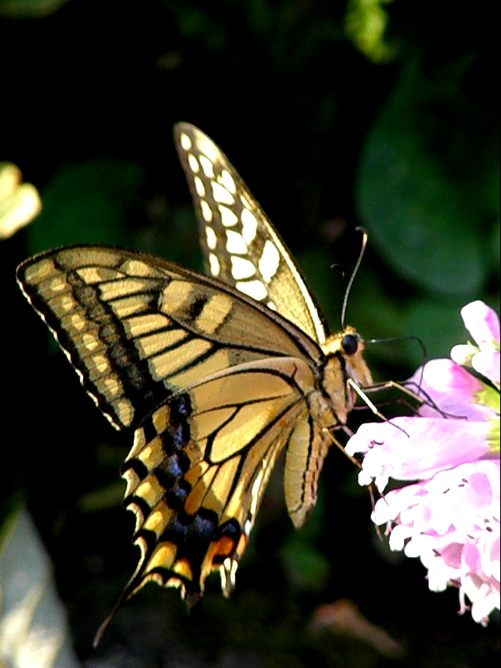 e0064158_0414669.jpg