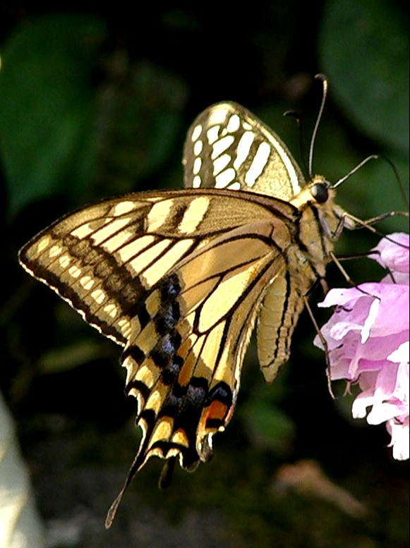 e0064158_0421229.jpg