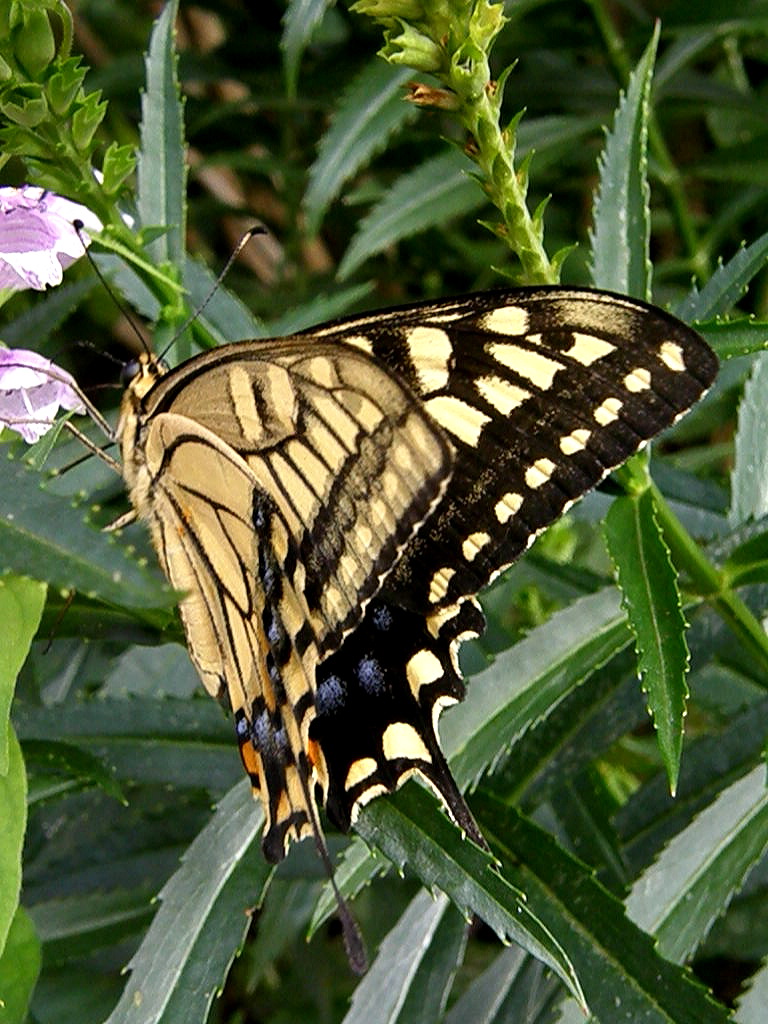 e0064158_042565.jpg