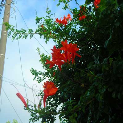 初秋の庭先で見たお花（タマスダレ、彼岸花他）_e0097770_22251840.jpg