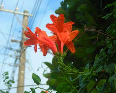 初秋の庭先で見たお花（タマスダレ、彼岸花他）_e0097770_22265674.jpg