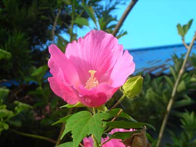 初秋の庭先で見たお花（タマスダレ、彼岸花他）_e0097770_22271463.jpg