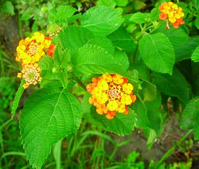 初秋の庭先で見たお花（タマスダレ、彼岸花他）_e0097770_2227304.jpg