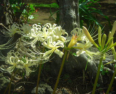 初秋の庭先で見たお花（タマスダレ、彼岸花他）_e0097770_22282392.jpg