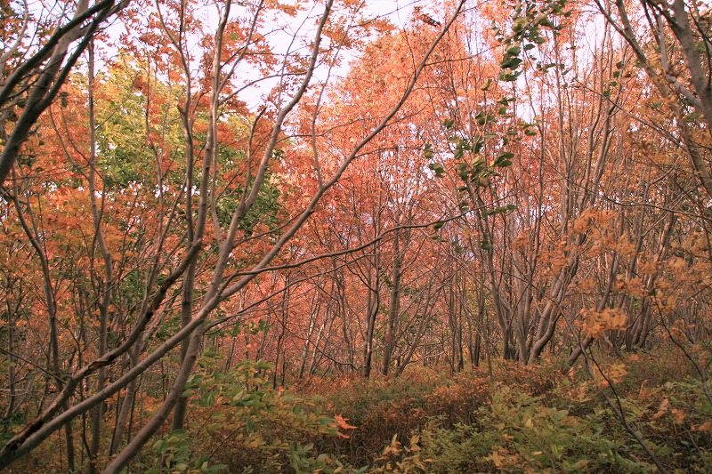 樽前山のナナカマド_b0076972_193817.jpg