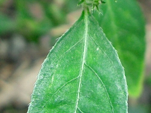 キツネノマゴ(狐の孫)_c0085874_1751105.jpg