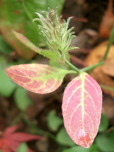 キツネノマゴ(狐の孫)_c0085874_1752796.jpg