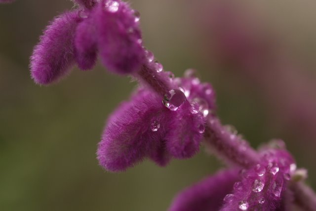 雨上がりの朝・・・_c0126477_15573262.jpg