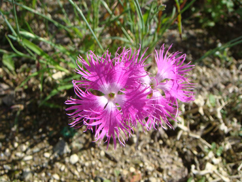 f0146493_1005743.jpg