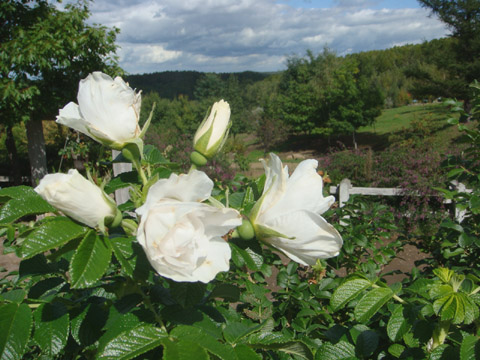 f0146493_1055644.jpg