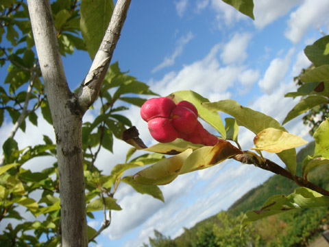 f0146493_1064558.jpg