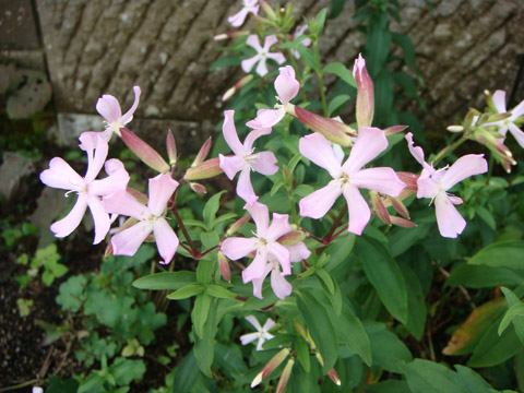 f0146493_9595857.jpg
