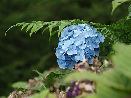 季節はずれの紫陽花_a0041508_0211089.jpg