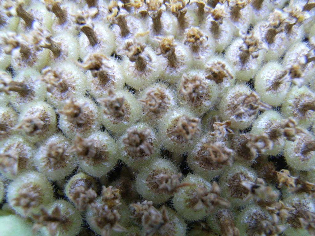秋の庭_c0025115_225884.jpg