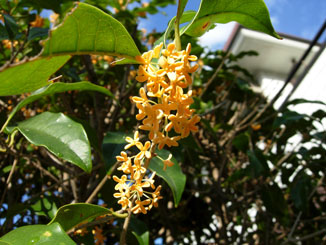 e0016120_8581651.jpg
