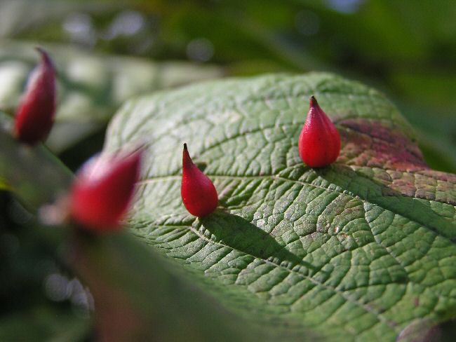 妙高高原の花　　　６_a0027125_854383.jpg