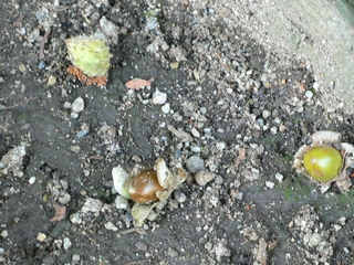 d0092026_1740721.jpg