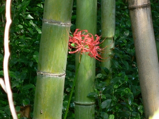 d0092026_183797.jpg