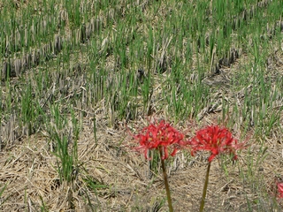 d0092026_20323178.jpg