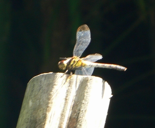 d0092026_2174485.jpg