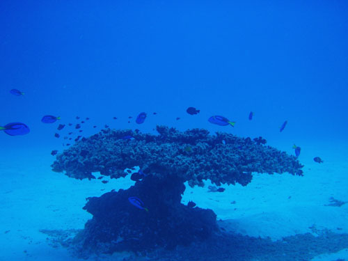 10月10日水納島で大正解!!_c0070933_21432122.jpg