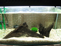 f0047439_0221762.gif