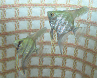 f0047439_0401155.gif