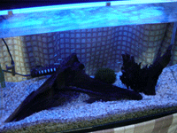 f0047439_0505681.gif