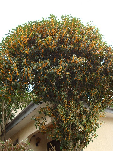 c0076141_2130566.jpg
