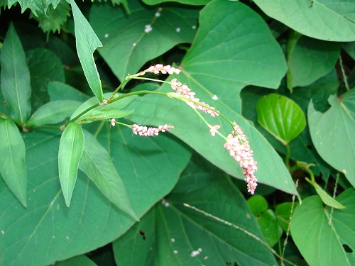 c0076141_21341550.jpg